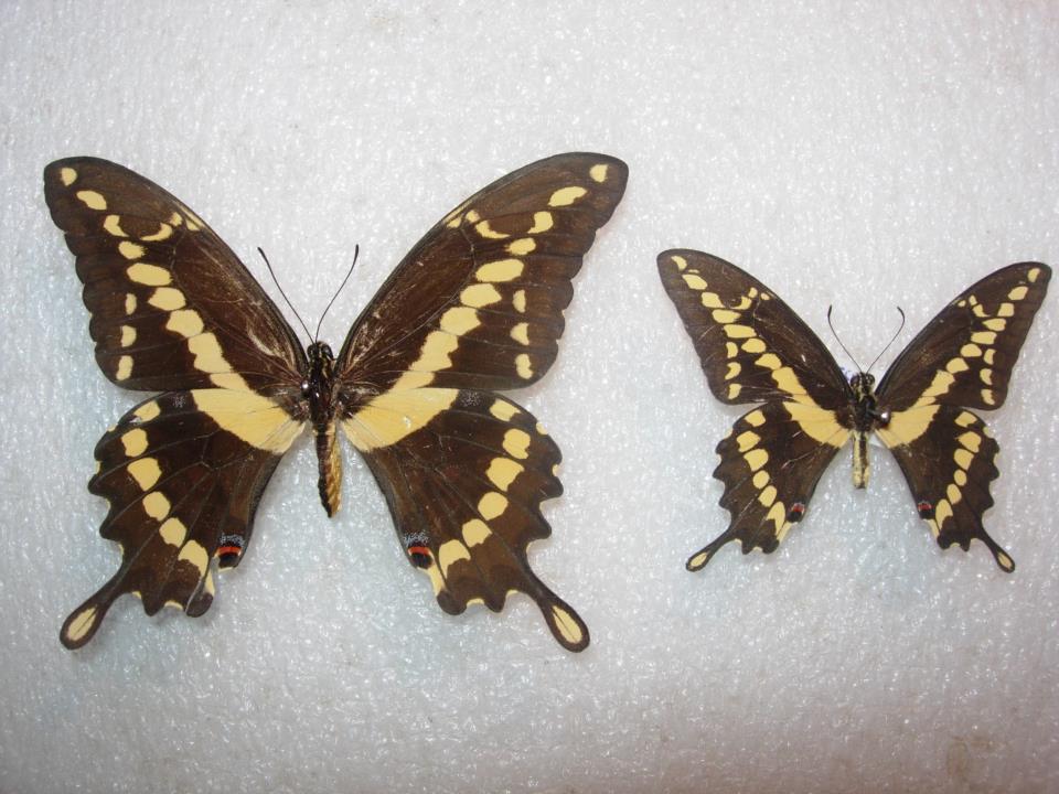 Papilio cresphontes small size (Internet Image property of respective owner, non-commercial use only)